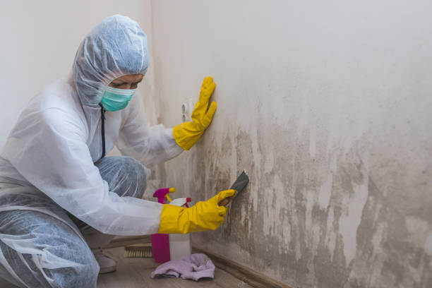 Best Toxic Mold Removal  in Piney Point Village, TX