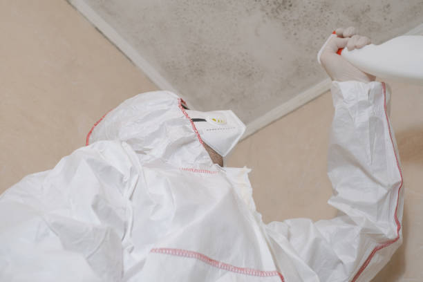 Best Mold Damage Repair  in Piney Point Village, TX