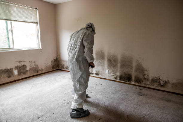 Attic Mold Removal in Piney Point Village, TX